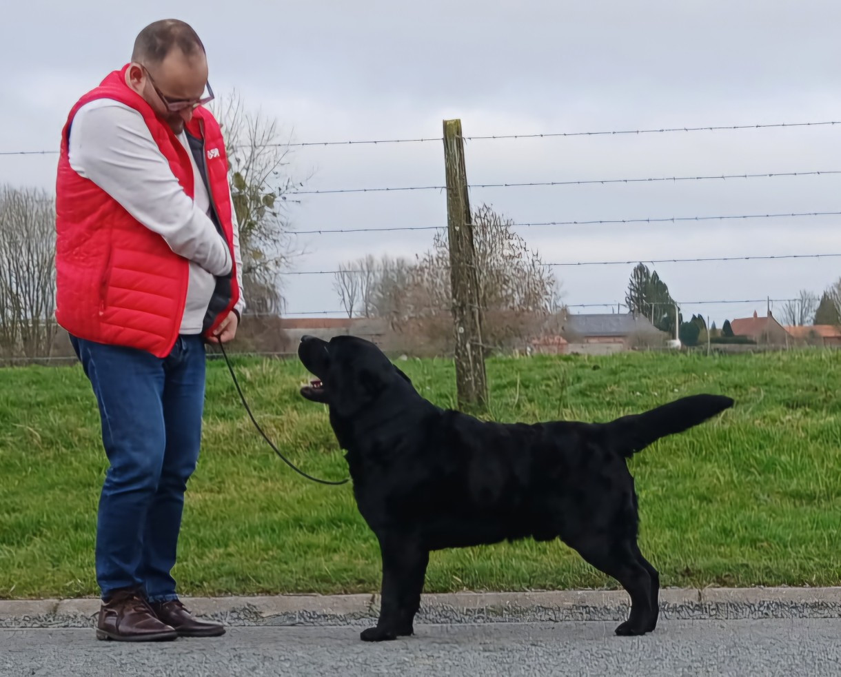 Gold powder Tempo espresso