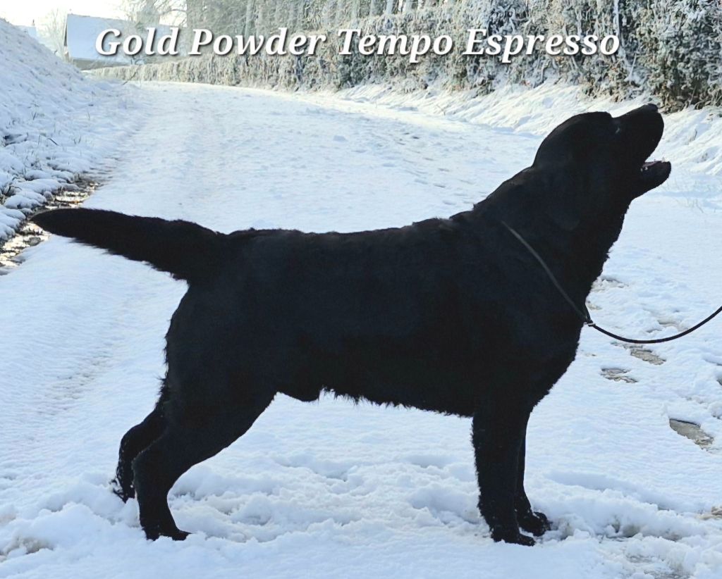 Gold powder Tempo espresso
