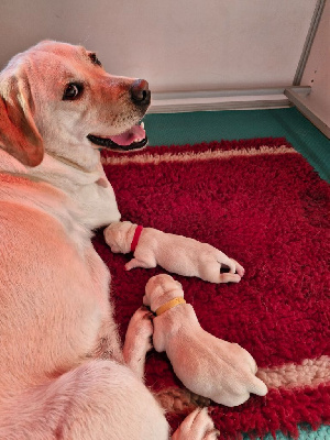 CHIOT